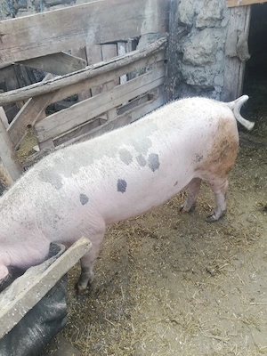 Porc de vinzare - imagine 4