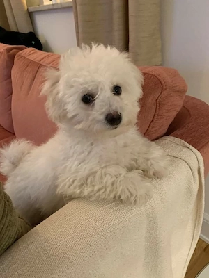 femela bichon mini toy 