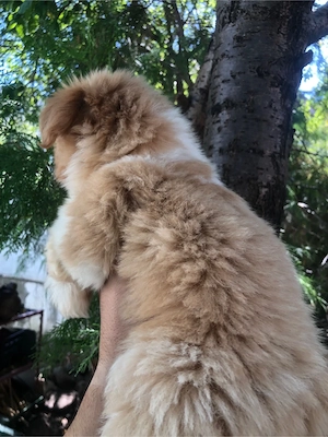 catelusa shihtzu 2 luni - imagine 4