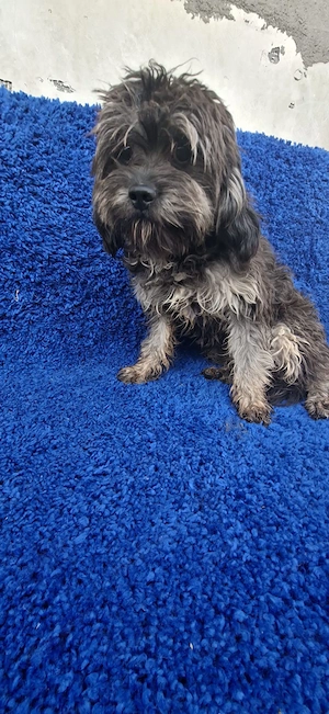 cavapoo baietel - imagine 3