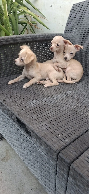 Chihuahua talie f mică 
