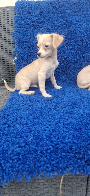 Chihuahua talie f mică  - imagine 3