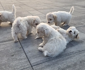 Bichon maltez talie mica  - imagine 5