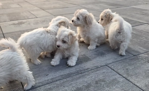 Bichon maltez talie mica  - imagine 2