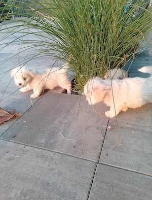 Bichon maltez talie mica  - imagine 3