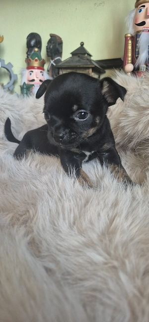 chihuahua baietel negru - imagine 4