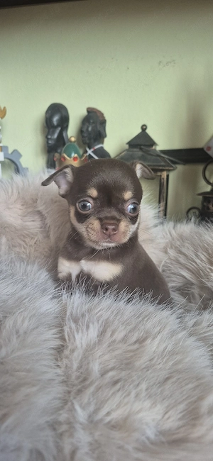 chihuahua baietel ciocolatiu