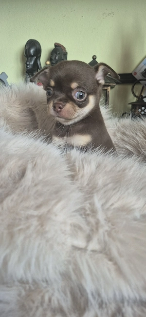 chihuahua baietel ciocolatiu - imagine 3