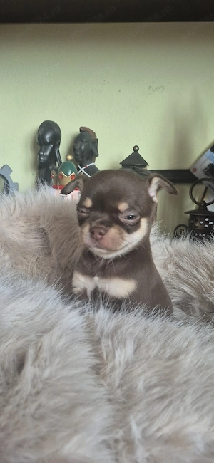 chihuahua baietel ciocolatiu - imagine 5
