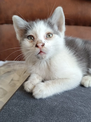 Ofer spre adopție 5 puiuți de pisică   6-8 săptămâni - imagine 5