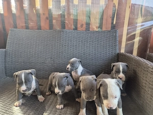 Căței Amstaff blue  - imagine 2