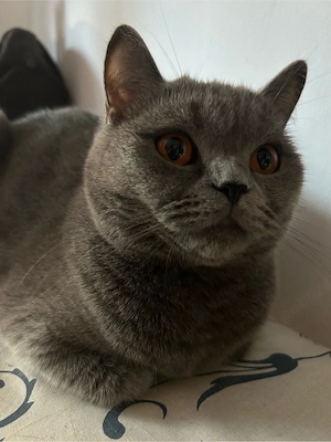 British Shorthair fara pedigree - femela, un an si 4 luni, vaccinata si sterilizata - imagine 2