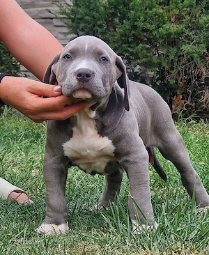 Vand american bully xl  - imagine 3