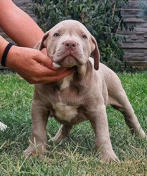 Vand american bully xl  - imagine 4