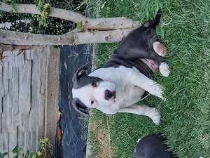 Vand american bully xl 