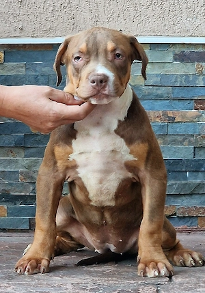 Vand american bully  - imagine 2