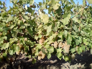Struguri de vin  si de masa