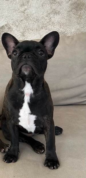 Pui bulldog  buldog francez femela