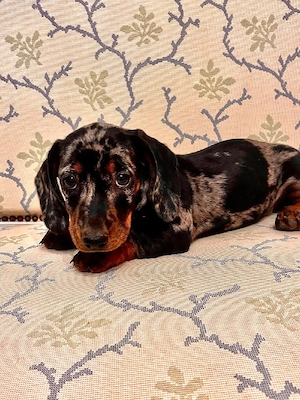 Teckel dachshund talie mica  arlechin - imagine 5