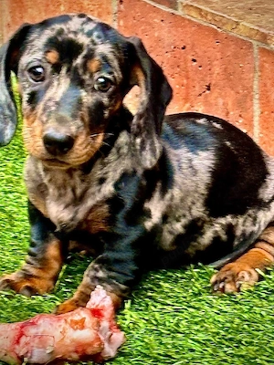 Teckel dachshund talie mica  arlechin - imagine 4