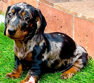 Teckel dachshund talie mica  arlechin - imagine 2
