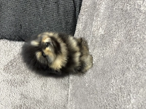 Pomeranian black and tan  - imagine 3
