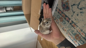 Gerbil spre adoptie - imagine 4