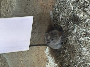 Gerbil spre adoptie - imagine 2