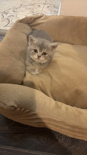 Puiuti British Shorthair cu varsta de 6 saptamani disponibili - imagine 2