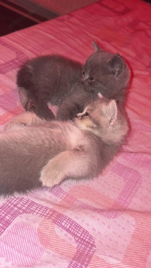 Puiuti British Shorthair cu varsta de 6 saptamani disponibili - imagine 3