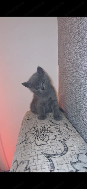 Puiuti British Shorthair cu varsta de 6 saptamani disponibili