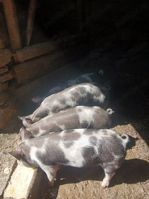 Vând purcei cu vârsta de 12 săptămâni  - imagine 3