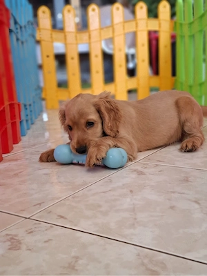 Pui Cocker Spaniel - imagine 2