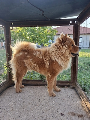 Câine chow chow - imagine 2