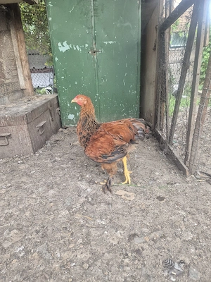 Cocosi brahman - imagine 3