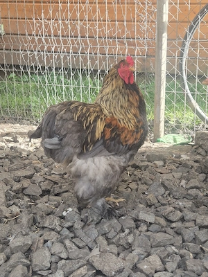 Cocosi brahman