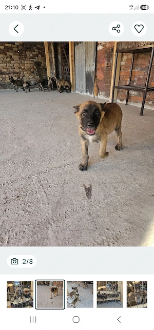 Pui caini malinois de vanzare - imagine 3
