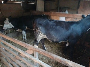 Vînd 2 vițele de 5 luni din vaci bune de ținut!
