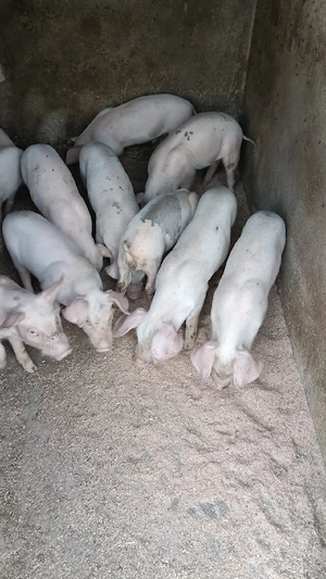 vănd purcei
