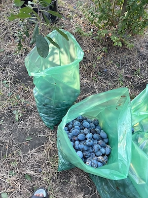 vand prune stailend 2 lei kg 