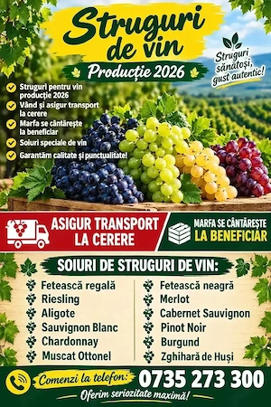 Struguri de vin de cea mai buna calitate 100%