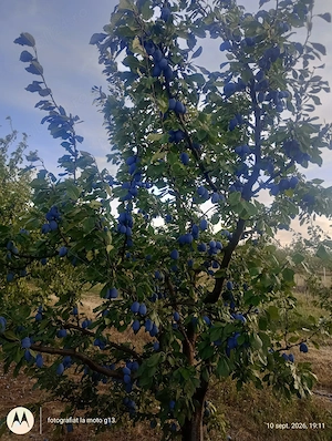 Prune de vânzare