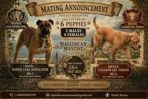 Vand pui perro de presa mallorquin