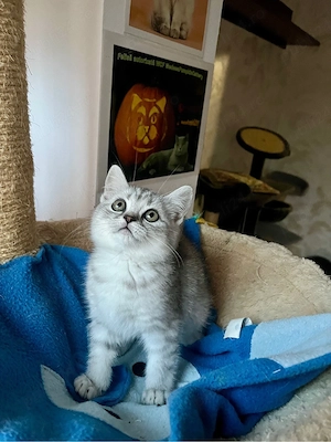 british shorthair tabby baietel - imagine 2