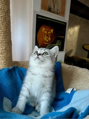 british shorthair tabby baietel - imagine 3