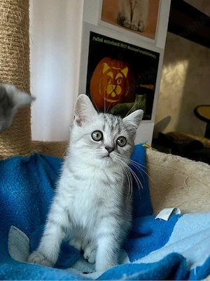 british shorthair tabby baietel