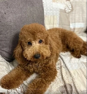 Caniche Pudel Poodle Red Miniature Toy - imagine 3