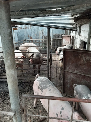 vand porci metis duroc cu petrean - imagine 4
