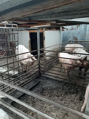 vand porci metis duroc cu petrean - imagine 5