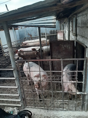 vand porci metis duroc cu petrean - imagine 2
